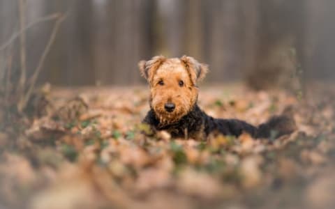 The Dormie case ignited a debate between dog and cat lovers.