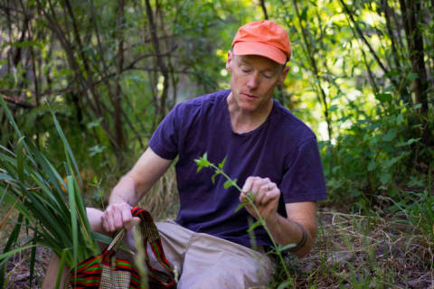 Rob Connoley examines a plant.