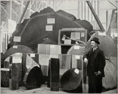 Wedge of redwood tree displayed at the World's Columbian Exposition in 1893.