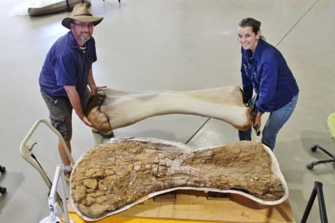 Scott Hocknull and Robyn Mackenzie posing with a replica of Cooper's humerus.