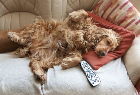 Portrait of a couch potato.