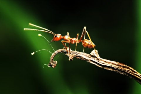 There are many insects on Earth, including ants.