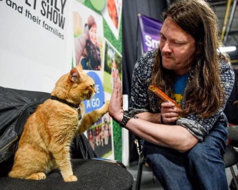 Bob the Cat and owner James Bowen.