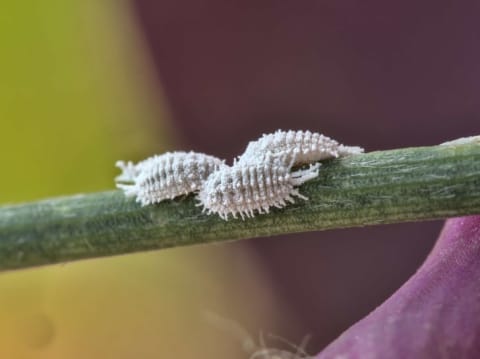 Female cochineals were once an extremely hot commodity.