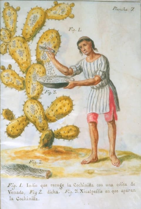 An image from 1777 depicting an indigenous person collecting cochineal insects.