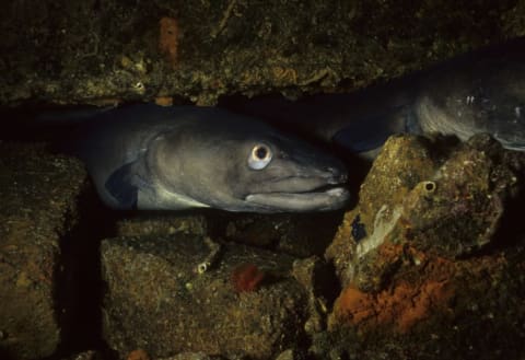 A conger eel.