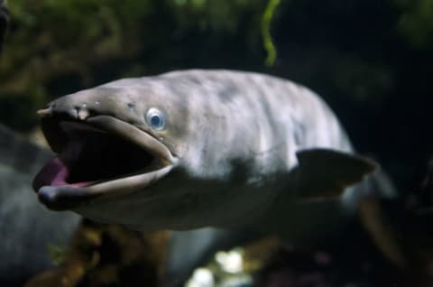 A New Zealand longfin eel.