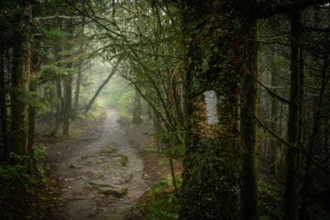 Thru-hikers follow these white blazes from Georgia to Maine.