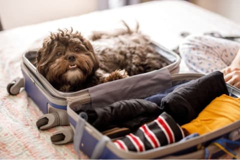 Airbnb Hosts have the right to reject your pet.