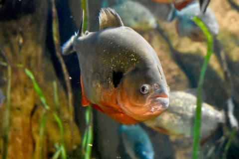 Piranhas don't really deserve their bloodthirsty reputation.