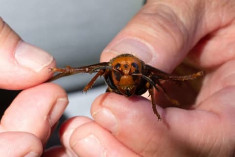 A WSDA pest biologist holds a dead murder hornet in July 2020.