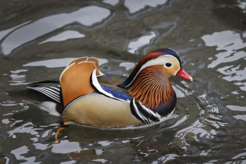 New Yorkers flocked to Central Park to see this Mandarin duck.