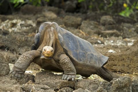 Lonesome George in 2008.