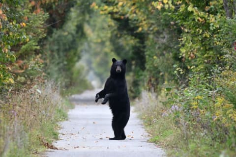 "Listen, I'm telling you, I bear-ly touched the car ... get it?! Bear-ly?!"