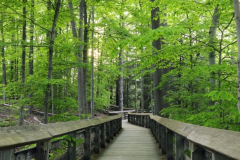 A forest trail in Cuyahoga Valley National Park.