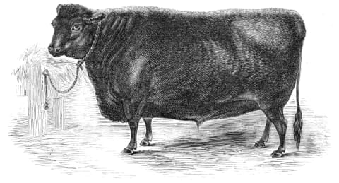 Prince Albert's Angus polled ox was exhibited at the 1844 Smithfield Club Christmas Cattle Show.