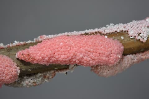 Apple snail eggs, which you can feed to your pet fire ants.