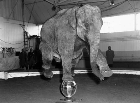 Laxmi the elephant rehearses a trick standing atop a mirror ball in 1959.