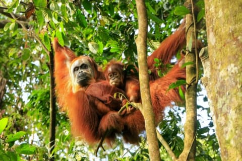 An orangutan mom and baby, just hangin'