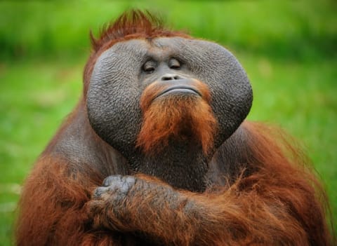 Male orangutans develop large cheek pads called flanges.