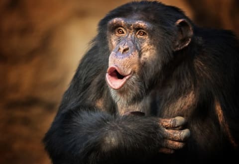 Chimps: They're just like us