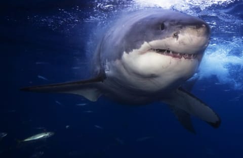 Sharks might have been chomping on people for thousands of years.