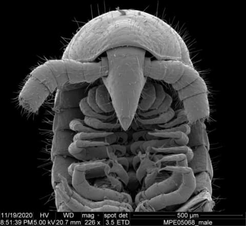 A dorsal view of head and ventral view of gonopods of a male Eumillipes persephone.