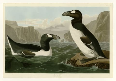 Illustration of great auks from "Birds of America," circa 1827 to 1838.