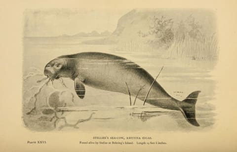 Illustration of Steller's sea cow, circa 1896.