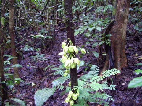 The Leo tree showing off its floral ornamentation.