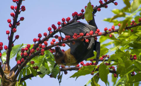 A fruit bat enjoying a snack.