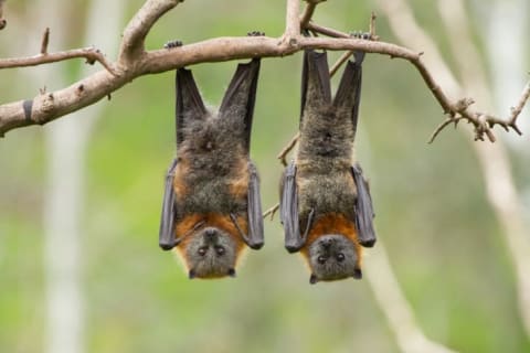 Not all bats unwind like this.