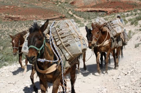 Trusty mail carriers hoofing it down the Grand Canyon.