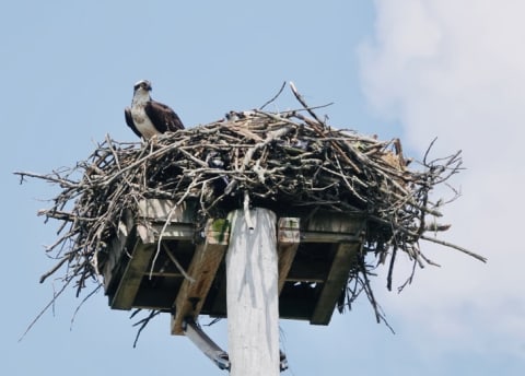 An osprey perches on its huge nest built on a human-made platform.