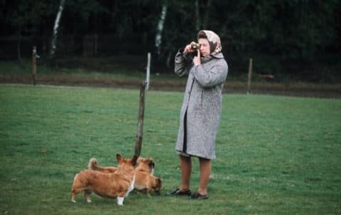 Queen Elizabeth II with her corgis in Windsor Park in 1960.