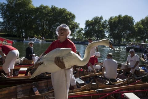 A man carries a Mute Swan from the River Thames to be weighed during the annual Swan Upping census—in which the Queen's swan marker counts the number of young cygnets on the river each year, checks the animals for injury or disease, and ensures that the swan population is maintained—in 2016.