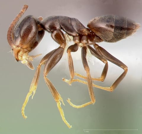 An odorous house ant.