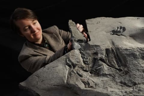 PhD student Natalia Jagielska unveils the 170-million-year-old fossil.