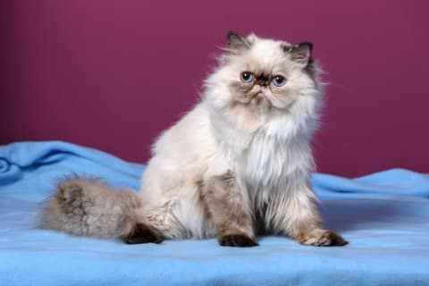 A colorpoint Persian kitten.