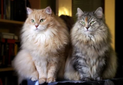 A pair of Siberians ready to make mischief.