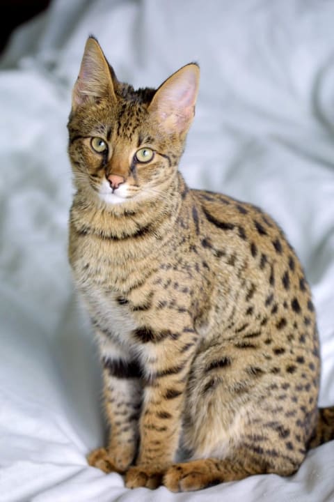 A Savannah cat clearly ready for its closeup.