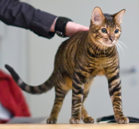 A Toyger in a 2008 cat show.