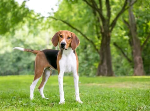 An American Foxhound.