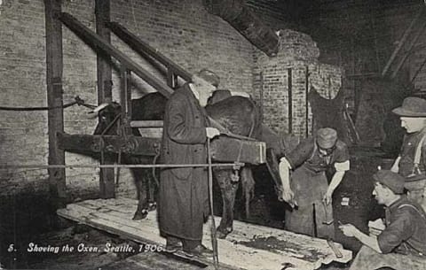 Men shoeing an ox in Seattle, Washington, in 1906.