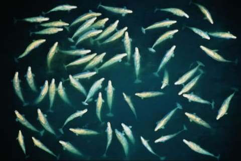 A pod of beluga whales