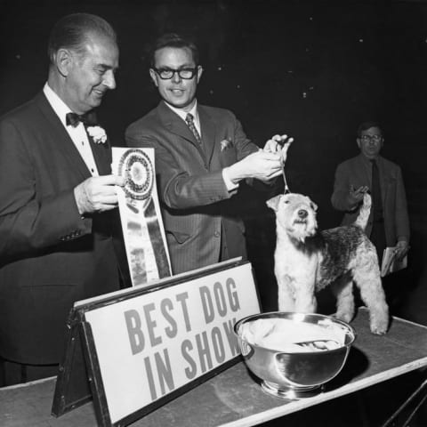 Champion Stingray of Derryabah, aka Skipper, a British Lakeland Terrier, wins Best In Show at the 92nd Westminster Kennel Club show at Madison Square Gardens, New York City, February 1968