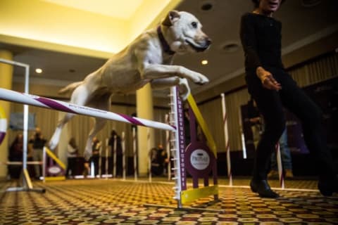 Lacey, a Labrador, runs through a sport course during a press preview for the Westminster Dog Show on February 12, 2015 in New York City