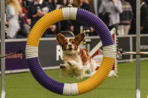 A dog competes in the Masters Agility Championship during the Westminster Kennel Club Dog Show in 2018.