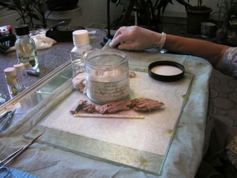 Tissue samples of the St. Augustine Monster at the National Museum of Natural History