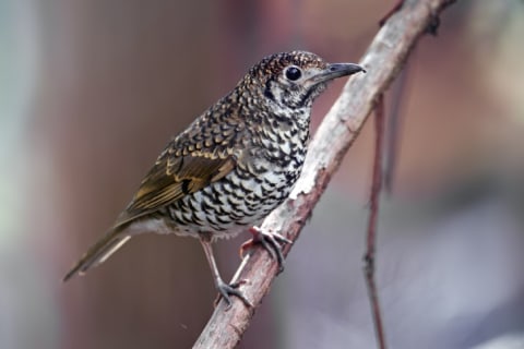 A Bassian thrush.